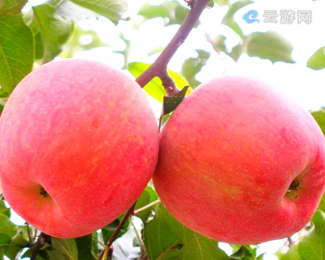 南邵镇营坊果园