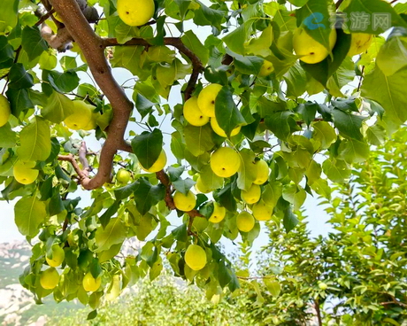 北京昌平后白虎涧村