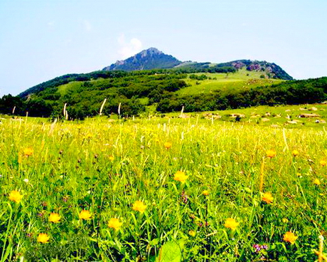 百花山/白草畔
