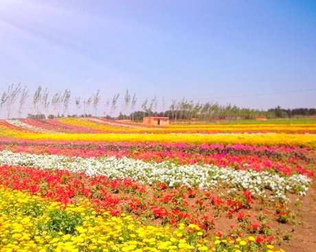 原乡农场花海庄园