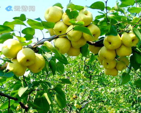 密云红香酥梨园