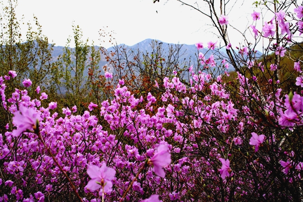 喇叭沟门夏凉宫高山杜鹃杜鹃2_副本.jpg