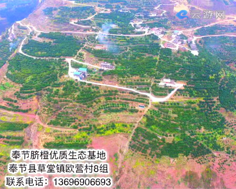 奉节脐橙乡村采摘园