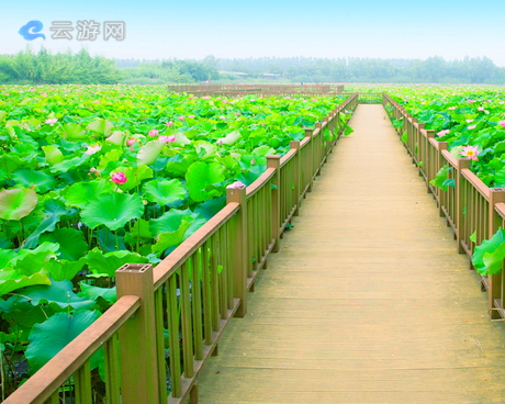 泗洪洪泽湖湿地公园