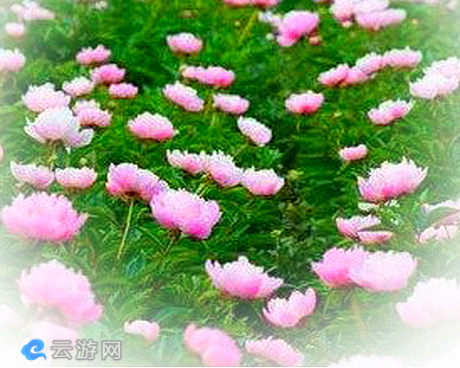 老坝港滩涂芍药花海