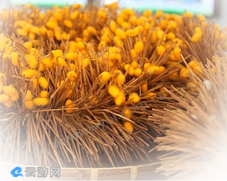 华佳丝博园
