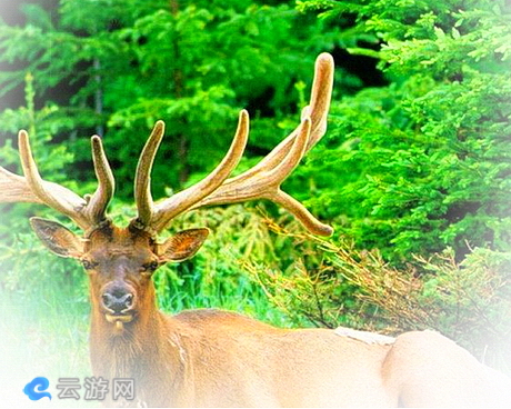 大丰中华麋鹿苑