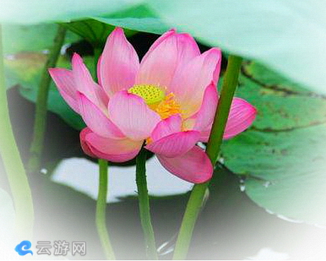 新民仙子湖