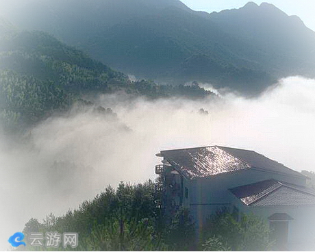 龙岩云顶茶园