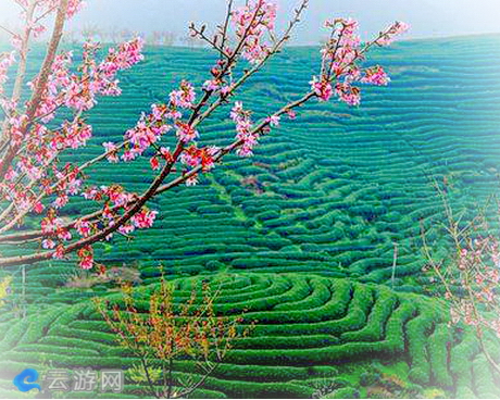 台品樱花茶园
