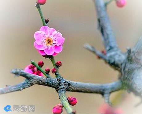 塔子山梅花基地