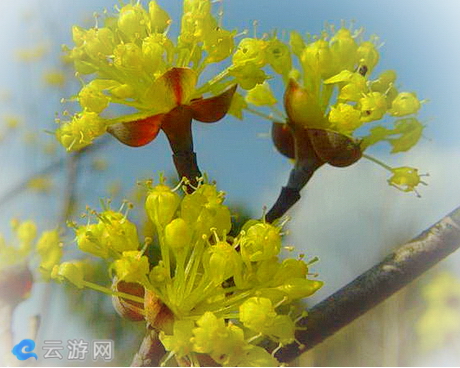 佛坪山茱萸