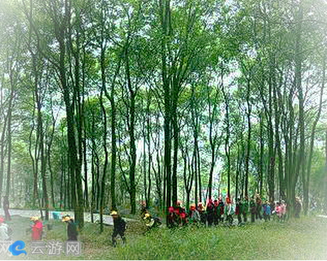 铁山坪森林公园