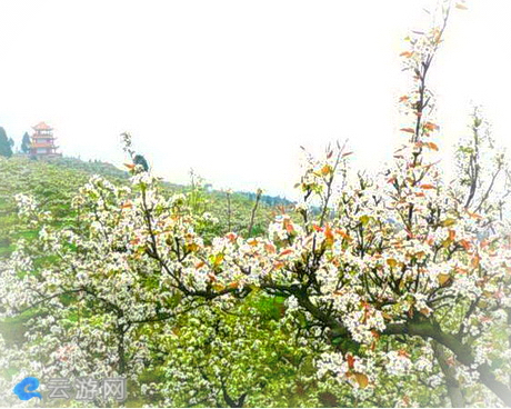 放牛坪万亩梨园基地