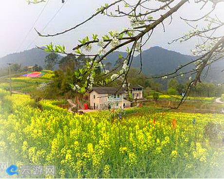 云燕花语