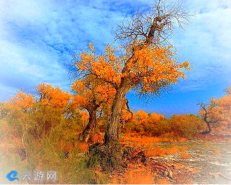 古尔图胡杨林