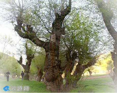 萨尔布拉克怪榆沟