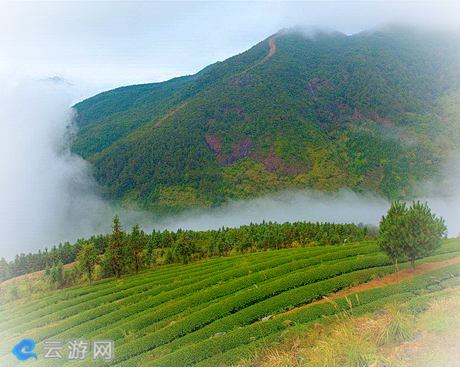 大芹山