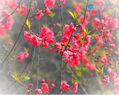 长春谷顾名思义就是一年四季花常开，3月份当然是主打桃花。