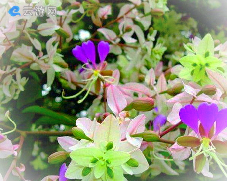 东莞银瓶山森林公园