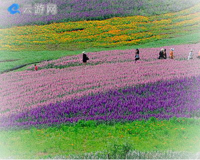 泸州花田酒地景区