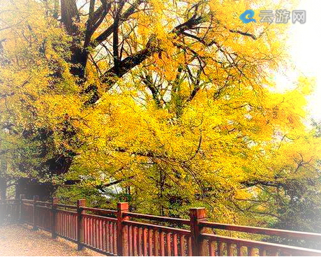 雅安蒙顶山旅游区