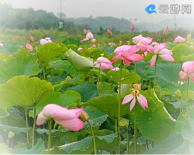 濮阳绿色庄园