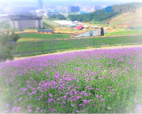 镇江丹徒长山薰衣草庄园