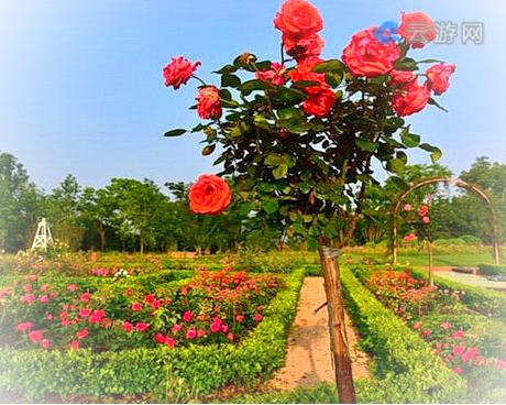 鹰潭龙虎山花语世界景区