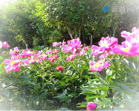 黄陂花乡茶谷旅游度假风景区