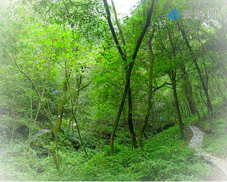 宜昌中亚楠木林景区