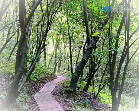 宜昌中亚楠木林景区