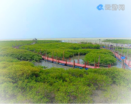 北海红树林欢乐赶海