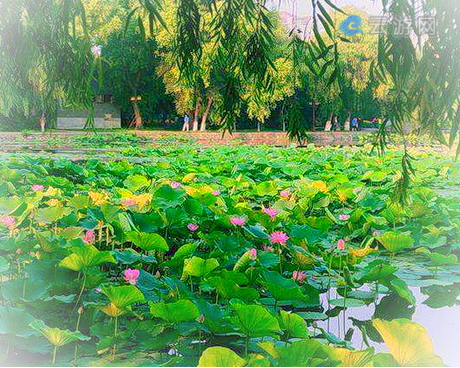 新民仙子湖风景区