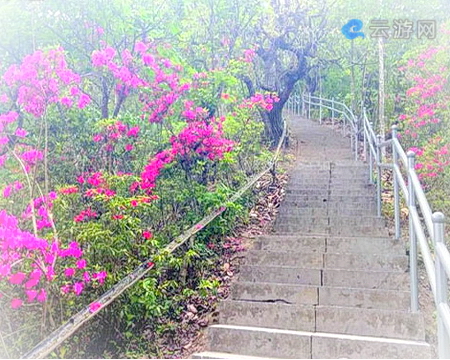 腾冲樱花谷景区