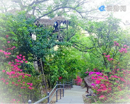 腾冲樱花谷景区
