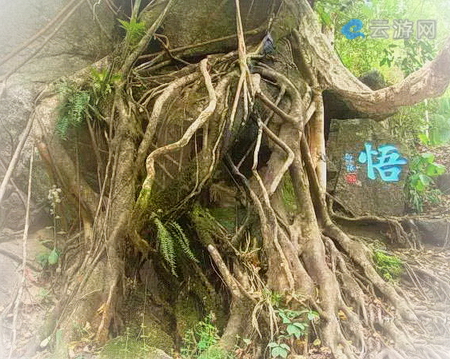腾冲樱花谷景区