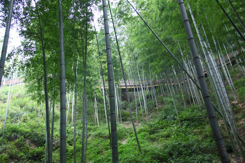 宜兴竹海旅游攻略（时间 门票 交通）