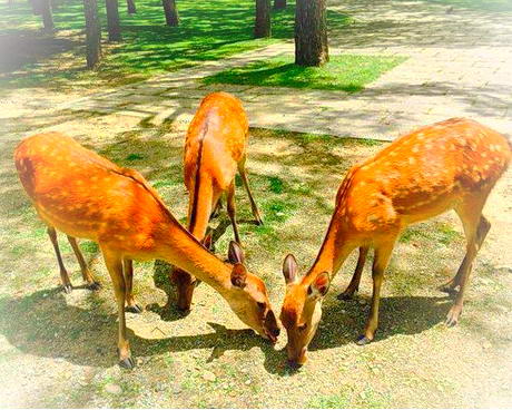 昆山周庄绿乐园