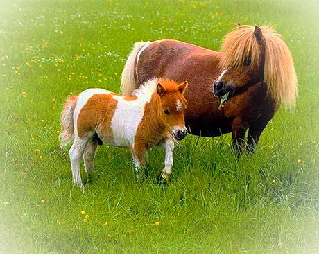 昆山周庄绿乐园