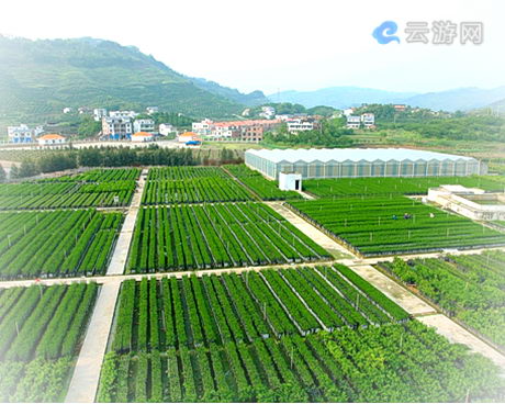 中国柑橘城，又称三峡橘海