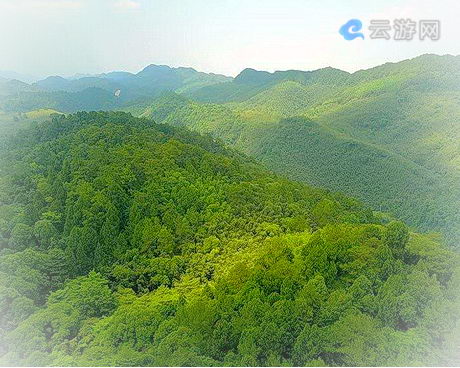 梁平百里竹海
