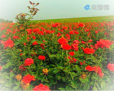 潼南雅香美源玫瑰产业园
