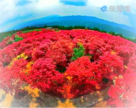 巴南五洲红枫园