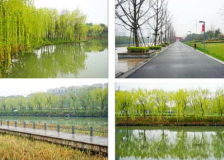 吴江芦荡湖湿地公园
