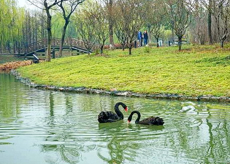 吴江芦荡湖湿地公园