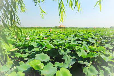 淮南后湖生态园景区