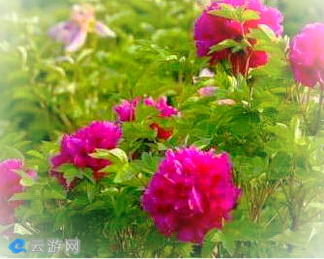 蚌华夏牡丹种植示范产业园