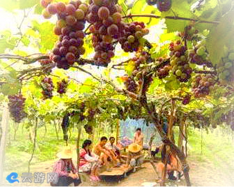 同大万亩葡萄园