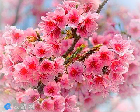义井乡水韵樱田樱花种植基地